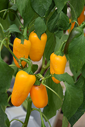 Yellow Snacking Sweet Pepper (Capsicum annuum 'Yellow Snacking') at Wiethop Greenhouses