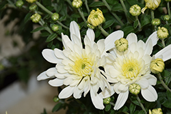 Fonti White Chrysanthemum (Chrysanthemum 'Fonti White') at Wiethop Greenhouses