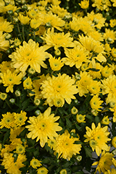 Fonti Yellow Chrysanthemum (Chrysanthemum 'Fonti Yellow') at Wiethop Greenhouses
