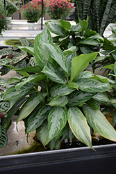 Silver Bay Chinese Evergreen (Aglaonema 'Silver Bay') at Wiethop Greenhouses