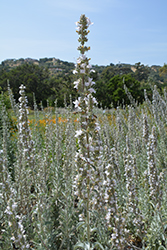 White Sage (Salvia apiana) at Wiethop Greenhouses