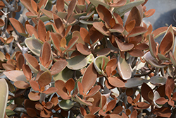 Copper Spoons (Kalanchoe orgyalis) at Wiethop Greenhouses