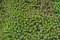 Dragon's Blood Stonecrop (Sedum spurium) at Wiethop Greenhouses