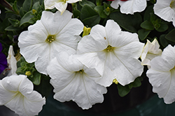 Easy Wave White Petunia (Petunia 'Easy Wave White') at Wiethop Greenhouses