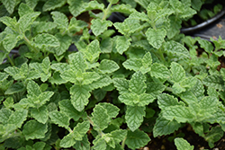 Strawberry Peppermint (Mentha x piperita 'Strawberry') at Wiethop Greenhouses