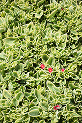 Variegated Baby Sun Rose (Mesembryanthemum cordifolium 'Variegata') at Wiethop Greenhouses