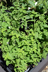 Strawberry Peppermint (Mentha x piperita 'Strawberry') at Wiethop Greenhouses