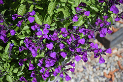 Vibe Ignition Purple Sage (Salvia x jamensis 'Ignition Purple') at Wiethop Greenhouses