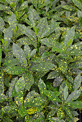 Gold Dust Variegated Croton (Codiaeum variegatum 'Gold Dust') at Wiethop Greenhouses