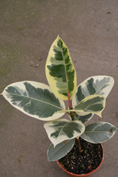 Chroma Tineke Rubber Plant (Ficus elastica 'Tineke') at Wiethop Greenhouses