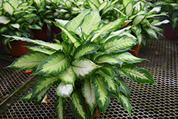 Camille Dieffenbachia (Dieffenbachia maculata 'Camille') at Wiethop Greenhouses