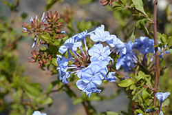 Imperial Blue Plumbago (Plumbago auriculata 'Imperial Blue') at Wiethop Greenhouses