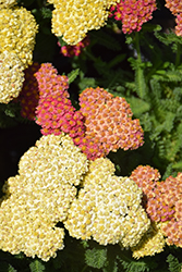 Desert Eve Terracotta Yarrow (Achillea millefolium 'Desert Eve Terracotta') at Wiethop Greenhouses