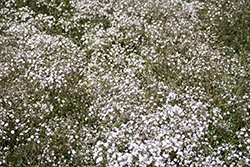 Festival White Baby's Breath (Gypsophila paniculata 'Festival White') at Wiethop Greenhouses