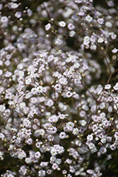 Festival White Baby's Breath (Gypsophila paniculata 'Festival White') at Wiethop Greenhouses