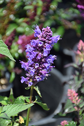 Blue Boa Hyssop (Agastache 'Blue Boa') at Wiethop Greenhouses