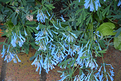 Hillier Porcelain Blue Corydalis (Corydalis flexuosa 'Hillier Porcelain Blue') at Wiethop Greenhouses