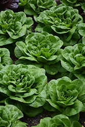 Buttercrunch Lettuce (Lactuca sativa var. capitata 'Buttercrunch') at Wiethop Greenhouses