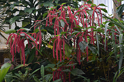 Firetail Chenille Plant (Acalypha hispida) at Wiethop Greenhouses
