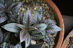 Persian Shield (Strobilanthes dyerianus) at Wiethop Greenhouses