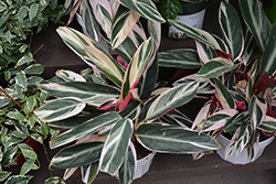 Triostar Stromanthe (Stromanthe sanguinea 'Triostar') at Wiethop Greenhouses