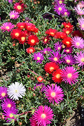 Trailing Iceplant (Lampranthus spectabilis) at Wiethop Greenhouses