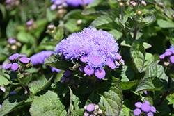 Aloha Blue Flossflower (Ageratum 'Aloha Blue') at Wiethop Greenhouses