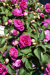 Rockapulco Purple Impatiens (Impatiens 'BALFIEPRIM') at Wiethop Greenhouses