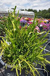 Ribbons and Curls Ribbon Bush (Homalocladium platycladum 'Ribbons and Curls') at Wiethop Greenhouses