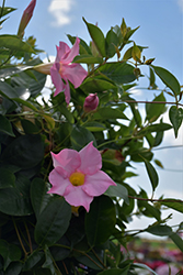 Madinia Maximo Light Pink Mandevilla (Mandevilla 'Maximo Light Pink') at Wiethop Greenhouses