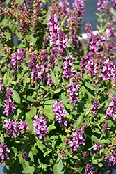 New Dimension Rose Meadow Sage (Salvia nemorosa 'New Dimension Rose') at Wiethop Greenhouses