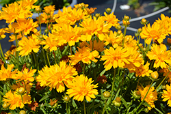 Double the Sun Tickseed (Coreopsis grandiflora 'Double the Sun') at Wiethop Greenhouses