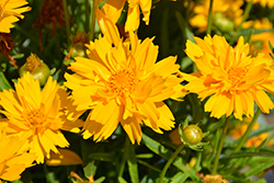 Double the Sun Tickseed (Coreopsis grandiflora 'Double the Sun') at Wiethop Greenhouses