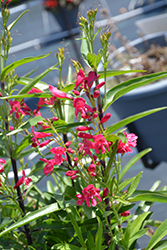 Pristine Deep Rose Beardtongue (Penstemon barbatus 'Pristine Deep Rose') at Wiethop Greenhouses