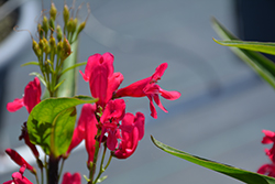 Pristine Deep Rose Beardtongue (Penstemon barbatus 'Pristine Deep Rose') at Wiethop Greenhouses