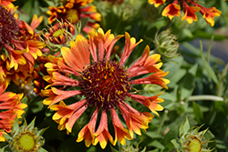 SpinTop Mariachi Copper Sun Blanket Flower (Gaillardia aristata 'SpinTop Mariachi Copper Sun') at Wiethop Greenhouses