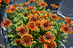 SpinTop Mariachi Copper Sun Blanket Flower (Gaillardia aristata 'SpinTop Mariachi Copper Sun') at Wiethop Greenhouses