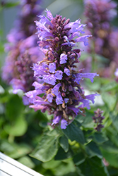 Poquito Dark Blue Hyssop (Agastache 'TNAGAPDB') at Wiethop Greenhouses