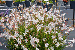 Steffi White Gaura (Gaura lindheimeri 'Steffi White') at Wiethop Greenhouses