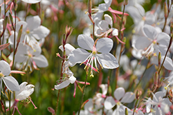 Steffi White Gaura (Gaura lindheimeri 'Steffi White') at Wiethop Greenhouses