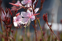 Steffi Blush Pink Gaura (Gaura lindheimeri 'Steffi Blush Pink') at Wiethop Greenhouses