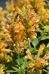 Poquito Butter Yellow Hyssop (Agastache 'TNGAPBY') at Wiethop Greenhouses