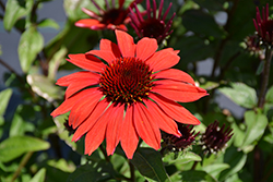 Panama Red Coneflower (Echinacea 'Panama Red') at Wiethop Greenhouses