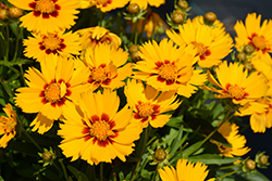 Solanna Bright Touch Tickseed (Coreopsis grandiflora 'Solanna Bright Touch') at Wiethop Greenhouses