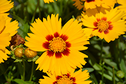 Solanna Bright Touch Tickseed (Coreopsis grandiflora 'Solanna Bright Touch') at Wiethop Greenhouses