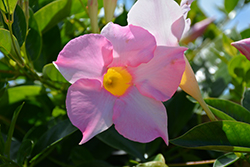 Madinia Maximo Light Pink Mandevilla (Mandevilla 'Maximo Light Pink') at Wiethop Greenhouses