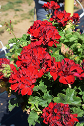 Calliope Medium Dark Red Geranium (Pelargonium 'Calliope Medium Dark Red') at Wiethop Greenhouses