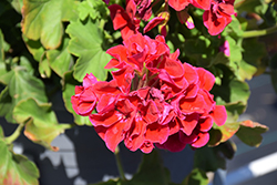 Calliope Medium Crimson Flame Geranium (Pelargonium 'Calliope Medium Crimson Flame') at Wiethop Greenhouses