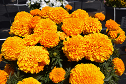 Antigua Orange Marigold (Tagetes erecta 'Antigua Orange') at Wiethop Greenhouses