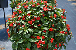 Beacon Bright Red Impatiens (Impatiens walleriana 'PAS1413665') at Wiethop Greenhouses